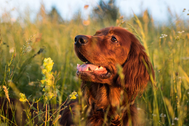 Flea and tick medicine that causes seizures deals