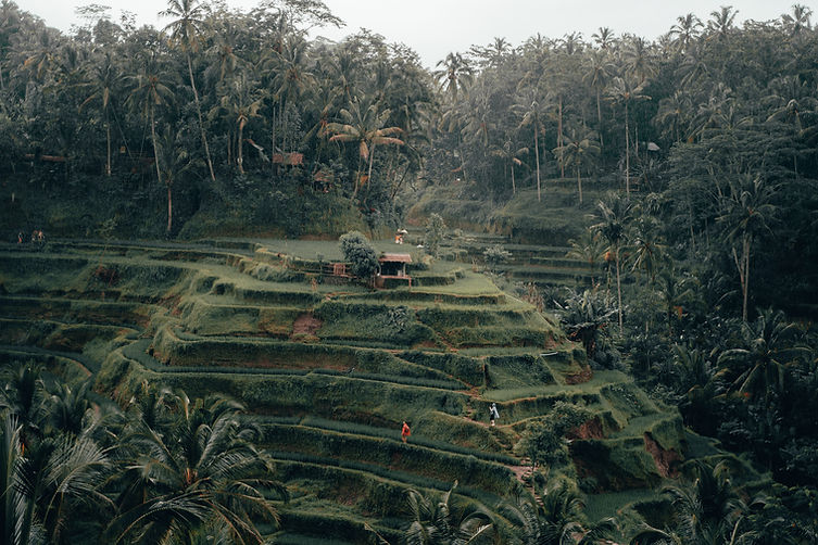 Image by Radoslav Bali