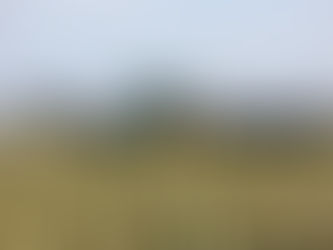 蘆薈護膚全攻略:保濕、抗炎、抗老化的自然力量
