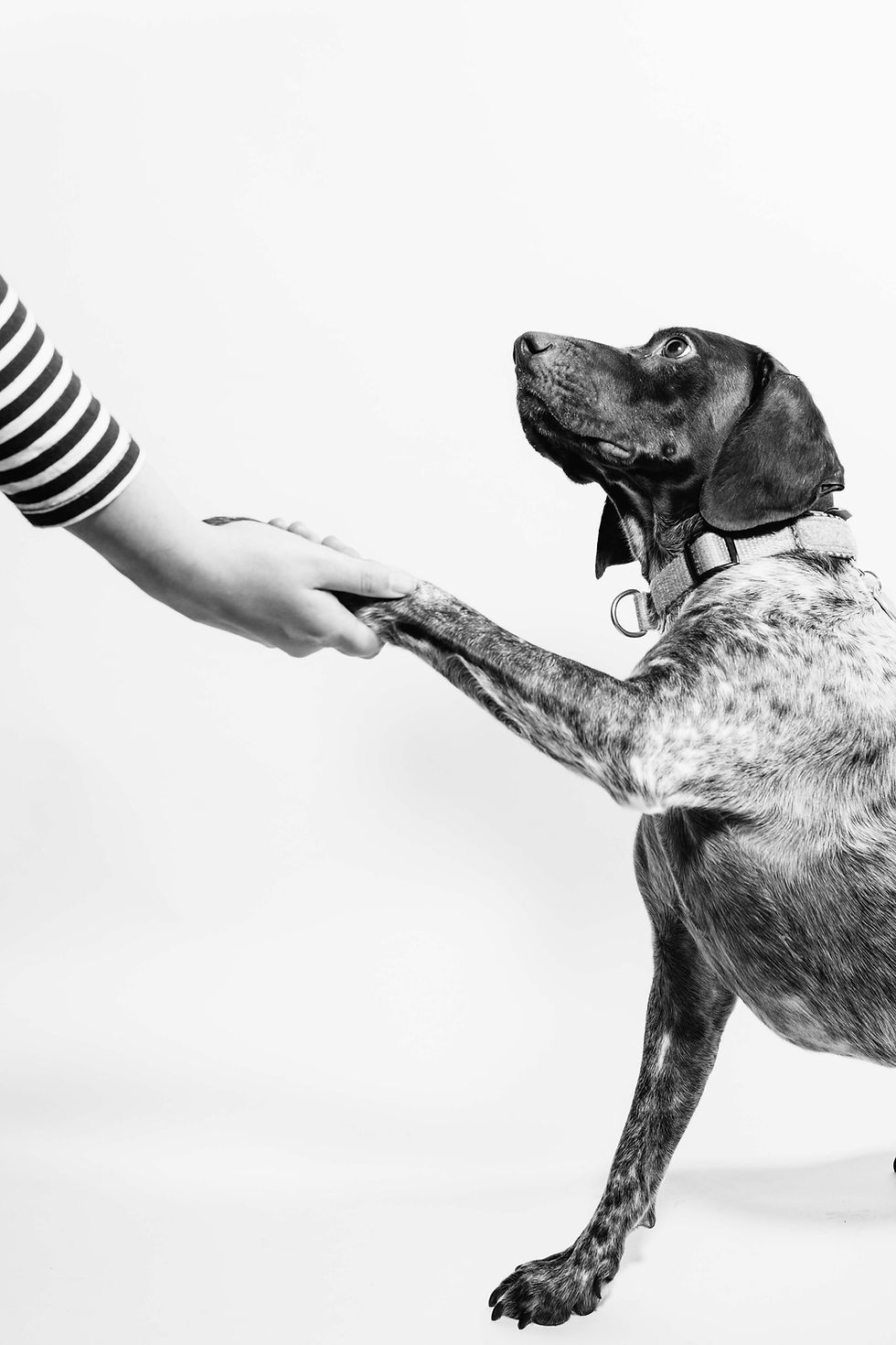 hund high five