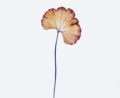 Image by Evie S.