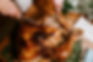 H5N1 Outbreaks in US and UK Strain Holiday Turkey Supply Chains for Christmas 2025 | FNBX