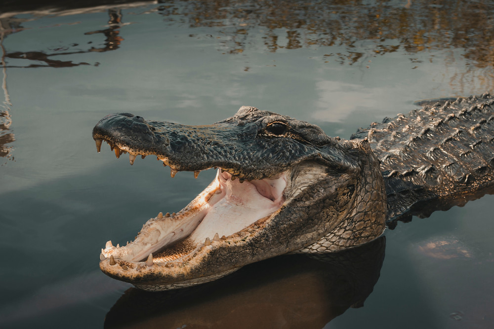 A Florida alligator