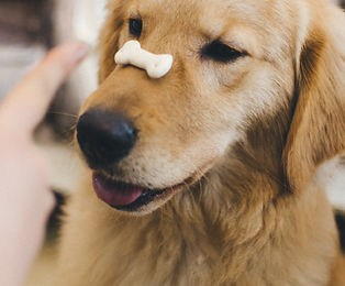 Golden puppy doing a trick