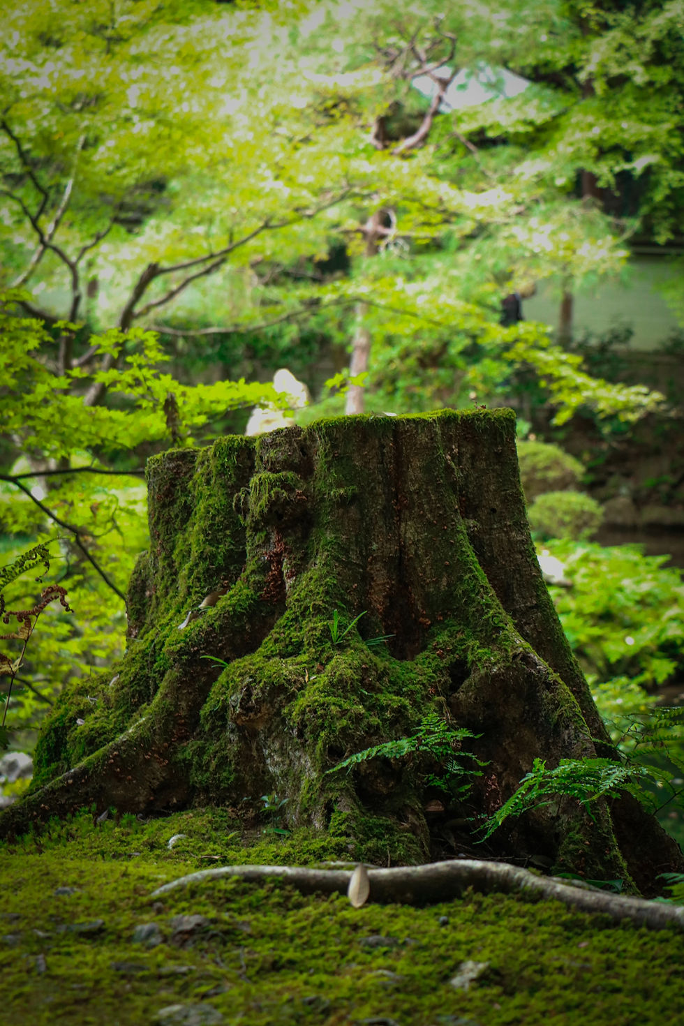 Tree removal & stump grinding