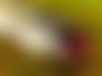 Hecht von der Holzplanke 