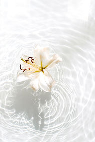 Image by Evie S.