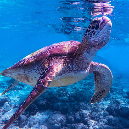 Sea turtle swimming near the surface in Moalboal’s shallow area, captured just before lifting its head out of the water.