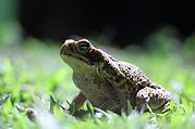 Image by Luiz Felipe Silva Carmo