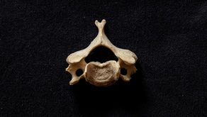 The Crucial Role of the C3 Vertebra in Facial and Skin Health