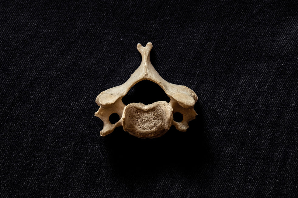 Chiro101