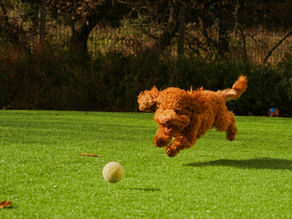 The Hidden Dangers of Canine Chuck-It Ball Throwers: What Every Dog Owner Should Know