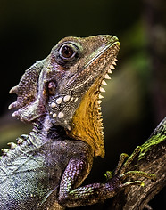 Image by David Clode