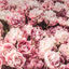 aria-label.authors-picture: Poems and Pearls