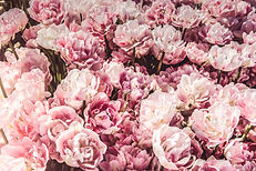 Image by Miroslava