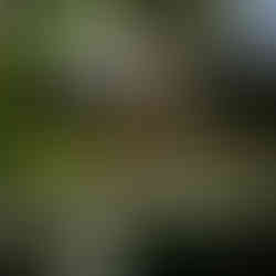 Les plantes taillées nécessitent moins d'eau