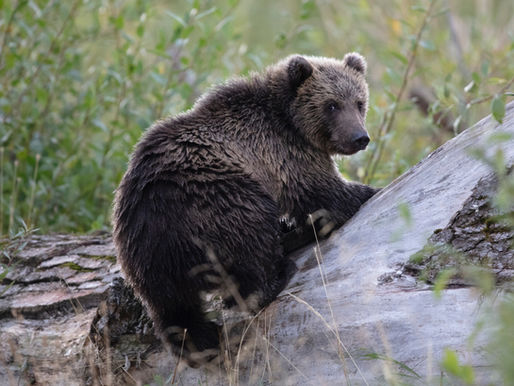 Coastal NC Black Bear