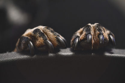 Image by Kristine Tanne
