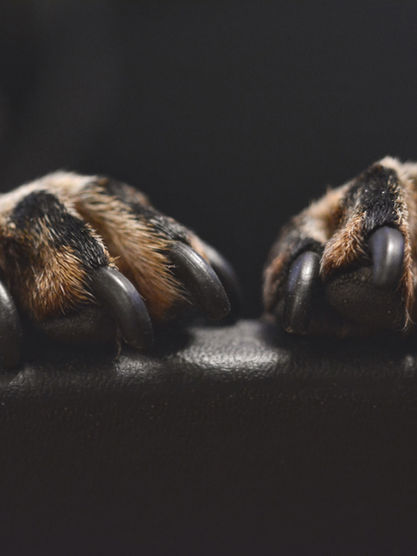 How to Cut Your Dog's Nails Safely