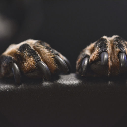 Nail Trimming 101: A Guide to Pet Paw Care