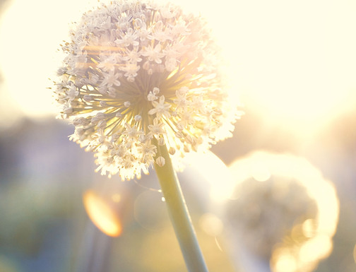 Image by Nathan Trampe