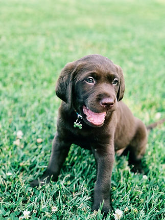 Puppy in grass