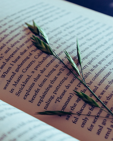 Image by Steffi Pereira