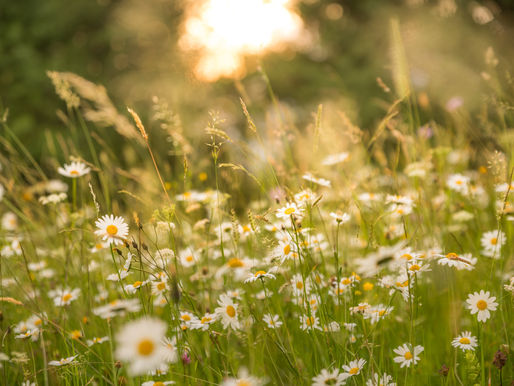 Glade Ecology Biodiversity Net Gain Bristol