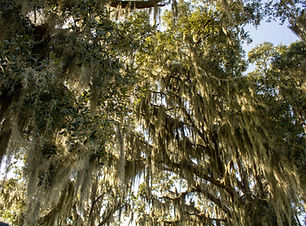 Image by LaDawn Preuninger