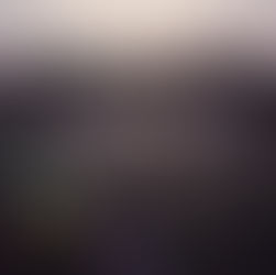 A field of flowers bursting into bloom.