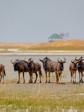 Wildebeest grazing near river bank in Ruaha National Park