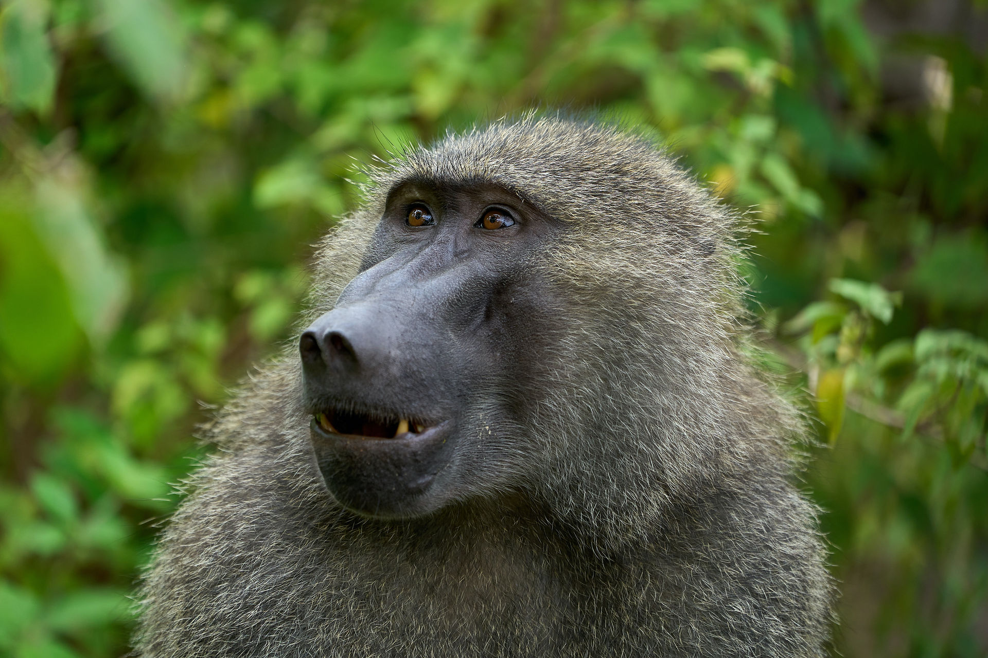 safari francophone tanzanie