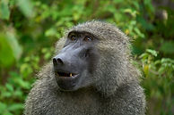 5 days tanzania group joining safari - Travel wise safari Tanzania