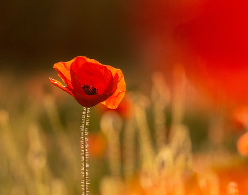 Image by Dave Ellis