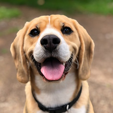 Patrick éducateur canin à Fouilloy Département de l'Oise - Région Hauts de France