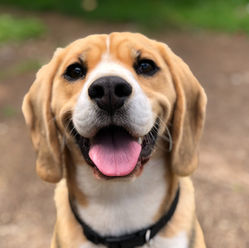 A cidade brasileira onde os pets vivem melhor do que em qualquer outro lugar