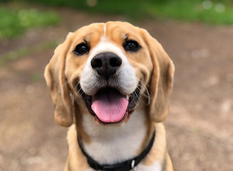Re-balance and re-energize your pet's health via Reiki