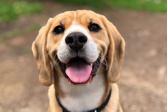 Keep your dogs safe and calm this Fourth of July 