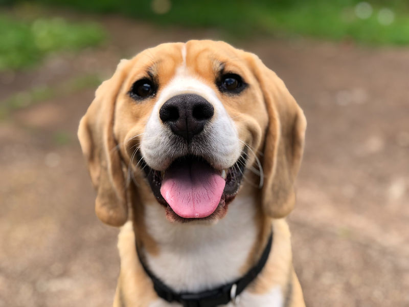 Caring for your pregnant pooch: 3 top tips