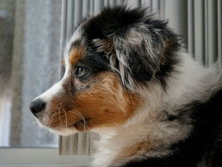SSH Aussies, blue merle mini aussie with blue eyes
