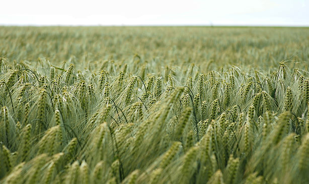 Image by Vasyl Tymoshchuk