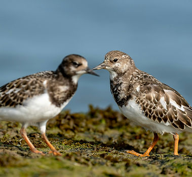 Turnstone