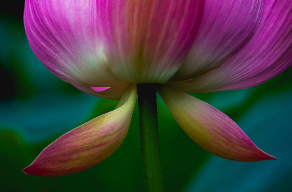 Image by Ravi Athya