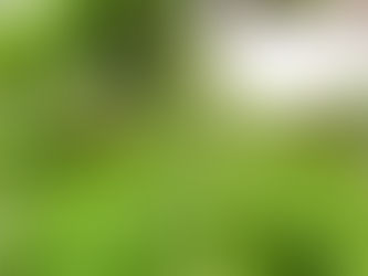 Is Your Liver Blocking Cell Danger Response? How Phyllanthus Niruri Can Help