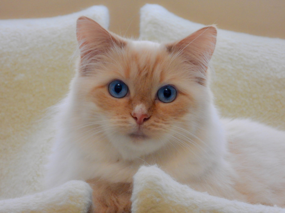 Feline House-soiling