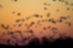 Mindfulness Session - Saturday 19th February at 10.00am (UK Time)