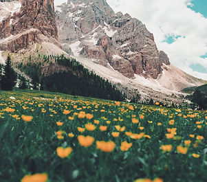 Image by Damiano Baschiera
