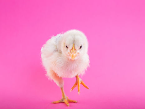 The magic of the chicken dance