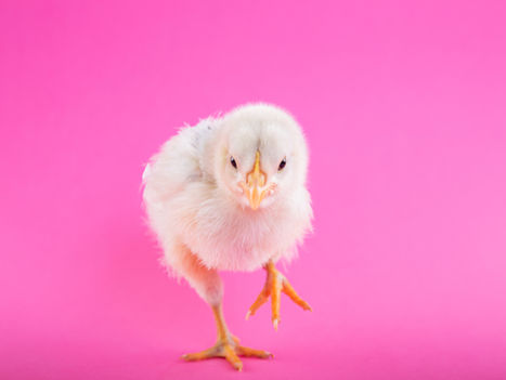 The magic of the chicken dance