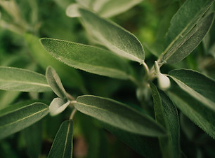 oптовый масло шалфея